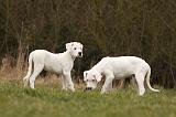 DOGUE ARGENTIN 115
